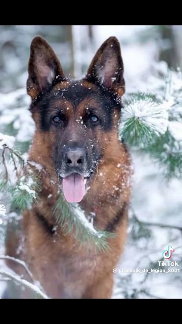 верные друзья