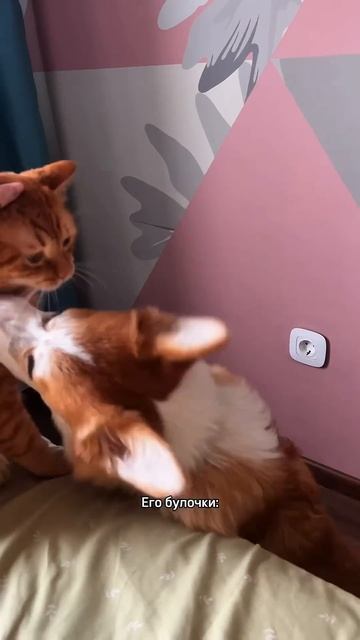 В блоге про жизнь с Батоном и Коржом