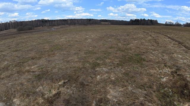 Хаски Дик на даче 30.08.2025