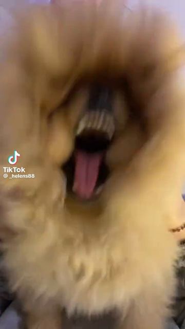 4033f1d754483d8c851ca77dc7bf32c0.mp4