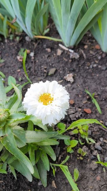 Нивяник МАКАРУН