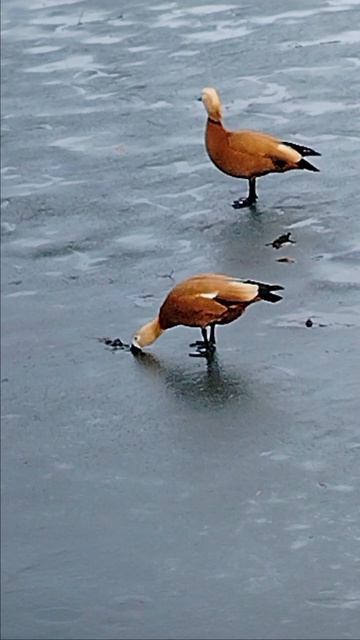 Напитки со льдом