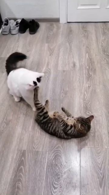 Домашние котики играют😁