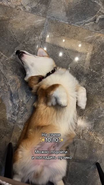 Подписка = ежедневная доза корги #корги #смешныеживотные #funnydogs #corgi #поведение #shorts