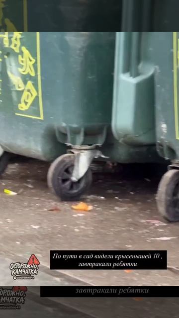 Крысы в Петропавловске-Камчатском 2026 апрель. Зоопарк