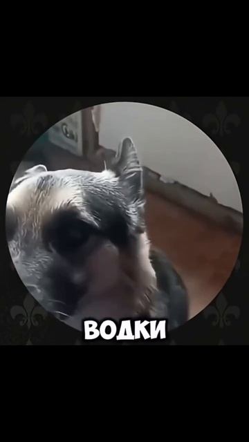 Видео от Департамент Кринжовых Видосов | ДКВ