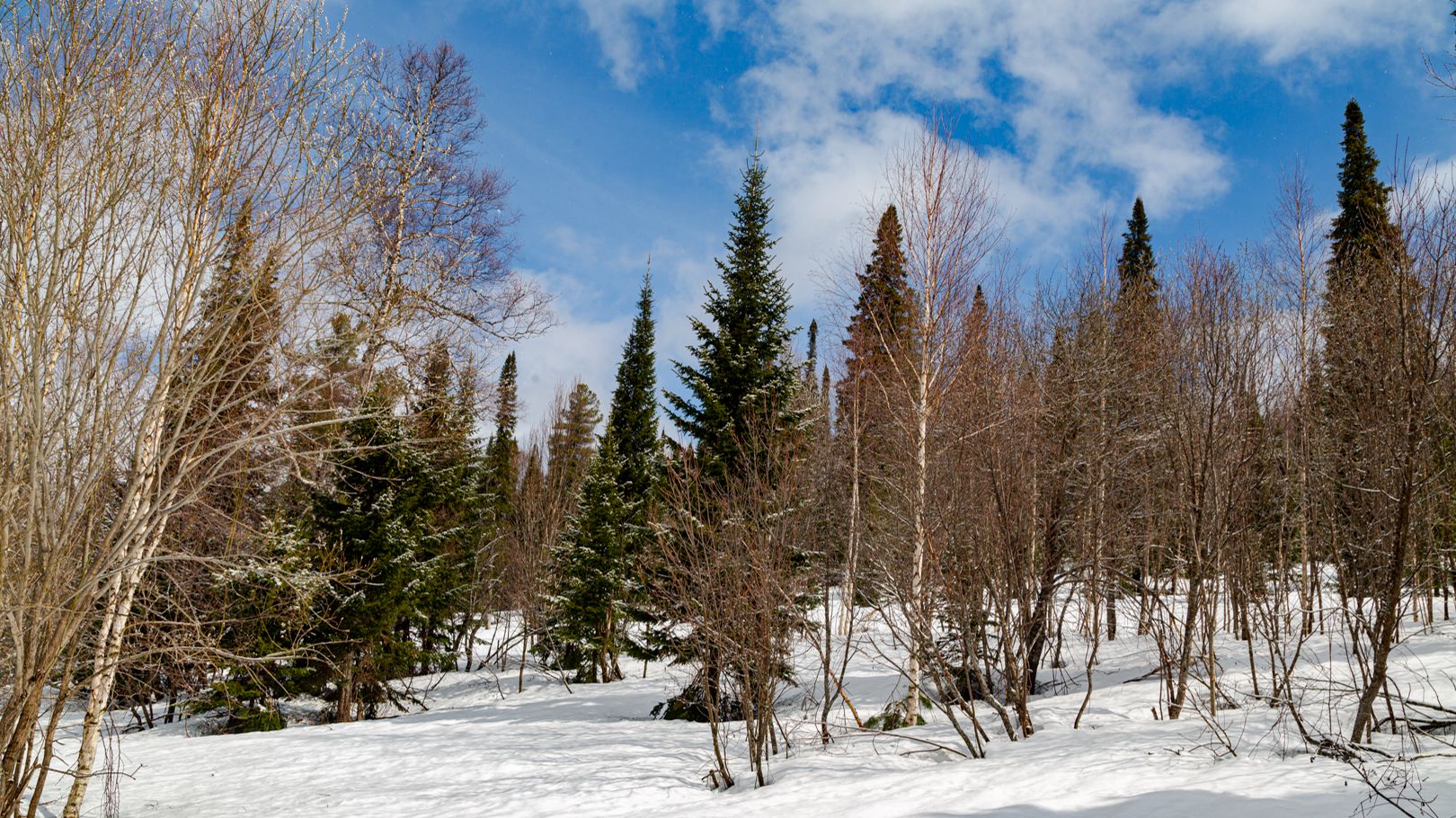 Шерегеш Кедровая
