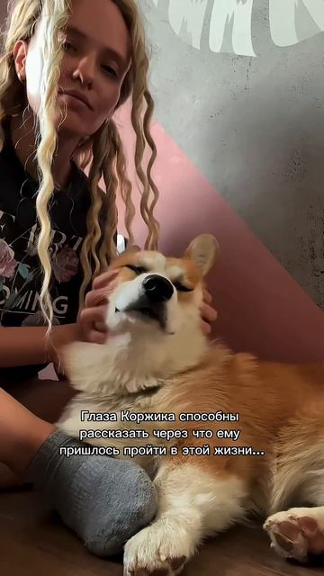 Если улыбнулась — не забудь подписаться  #корги #dogpersonality #funnydogs #поведение #shorts