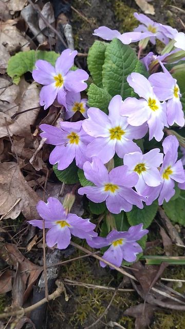 лес весна цветы