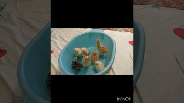 17.04.26 Лягушки
Цыпляткам 13 дней
Чапик