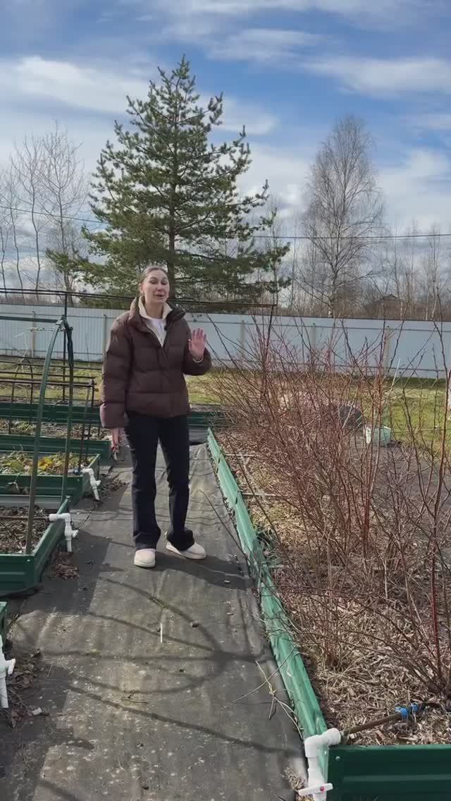 Обрезка голубики.