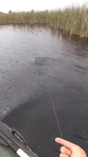 👍 Трофейная щука на кружок.

Шикарный экземпляр.