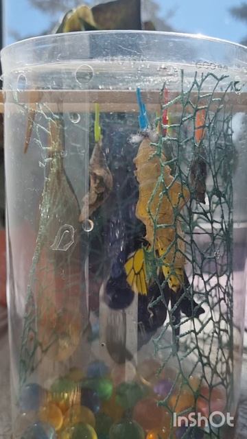 бабочка родилась!!! смотрите до конца с Соней