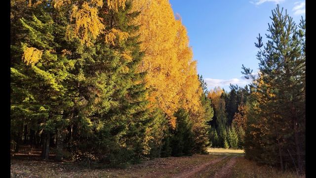 Д. Шнайдер. Просыпайтесь!