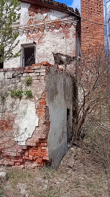 17.04.26. Нашла залезла на стену