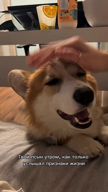 Твоя подписка — лучший хвостовый лайк  #корги #corgi #смешныеживотные #tiktok #shorts #шортс