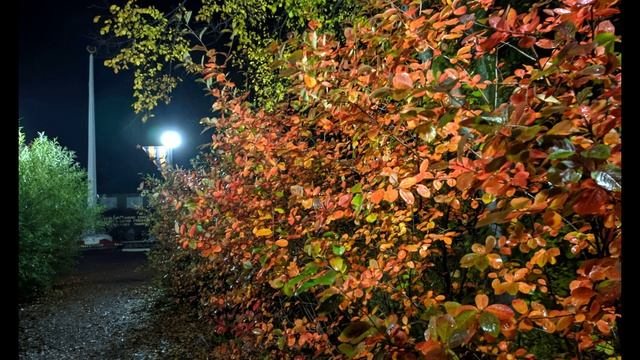 А. Кушнер. Уходит лето