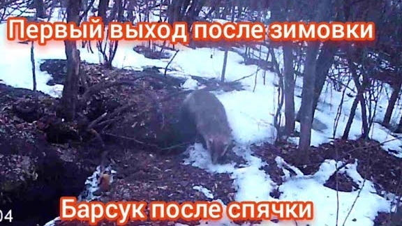 худющий барсук после зимовки