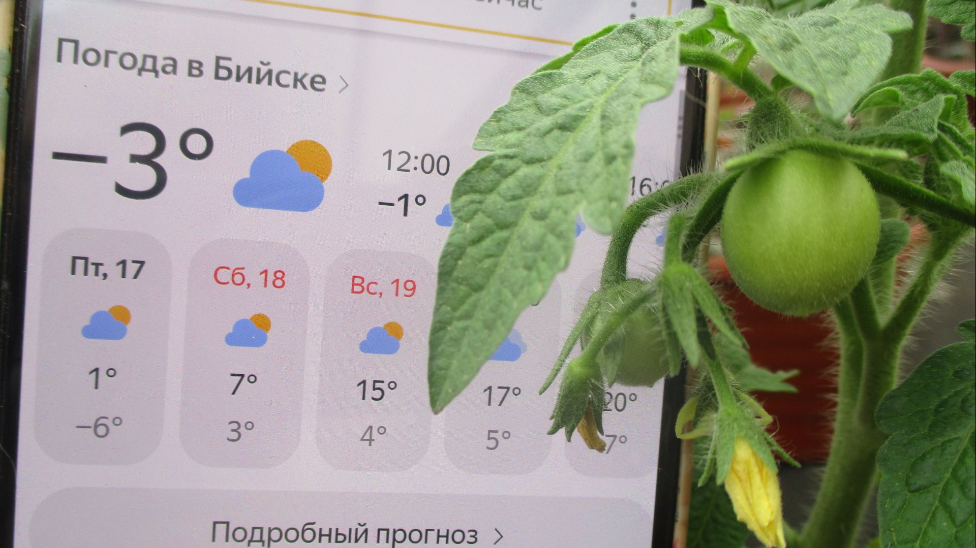 Мороз днем и ночью. Нужно еще немного потерпеть! Обзор погоды и рассады 17 апреля 2026.