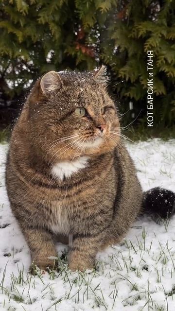 Барс в недоумении 17-04-2026