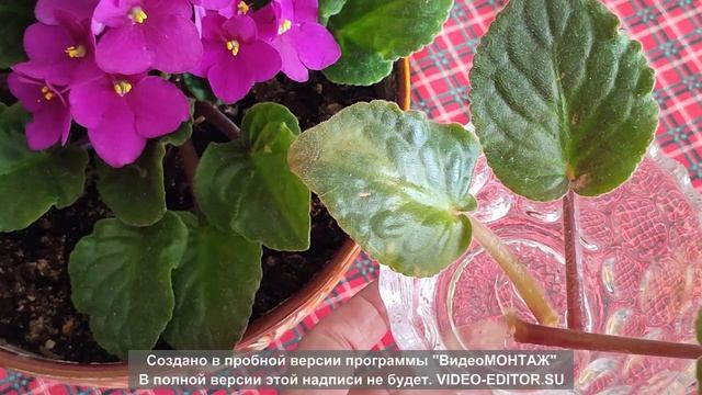 Размножение фиалки (сенполии) листом.