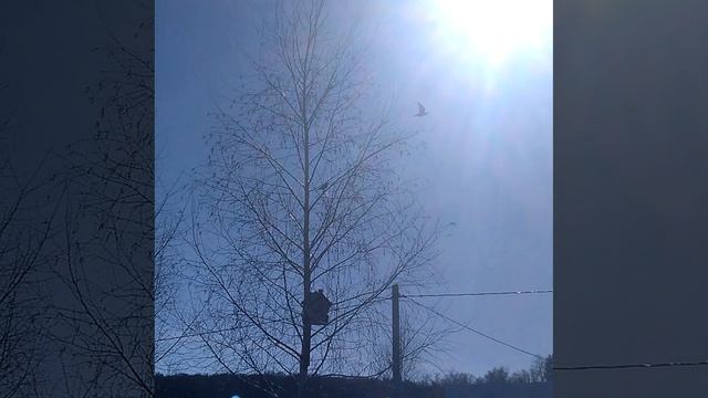 Скворцы поют!