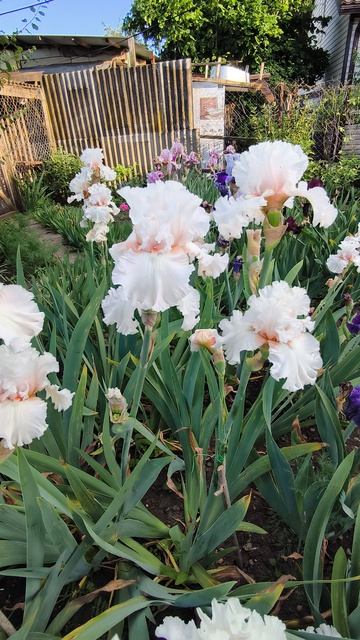 Ирис ДРИФТИНГ БАБЛЕС/ DRIFTING BUBBLES  (Д.Гио, 2005).mp4