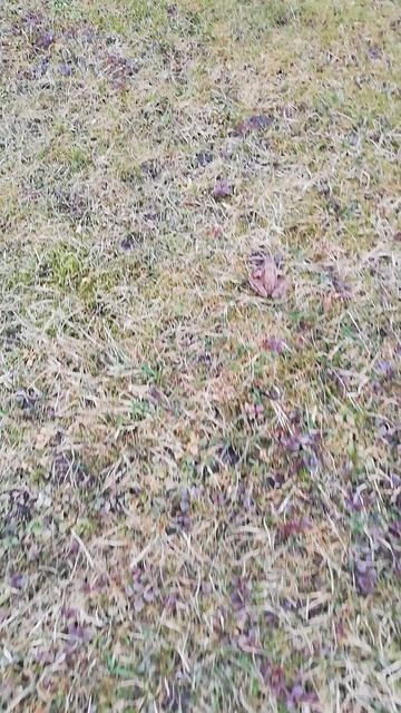 Первая лягушка