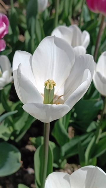 InShot_20260417_123105085 ЯЛТА Никитский ботанический сад