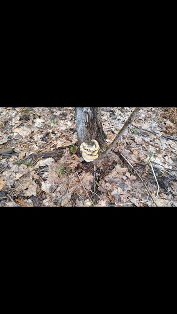 РОШАЛЬ-ЕЙСК.ВЕСНА.