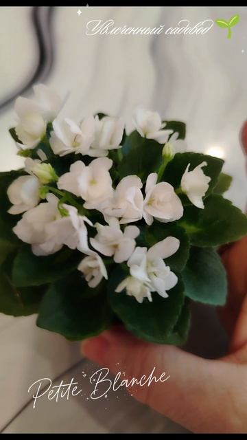 Фиалка Petite Blanche в цветении.