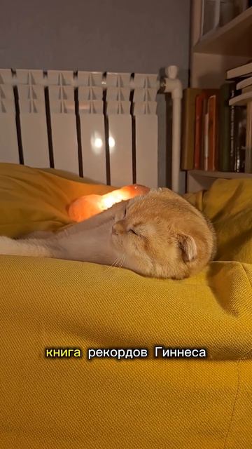 Кото-Факты день 6(Часть 14) Самый тяжелый кот. #cat #видосыоткота #веселыекоты #котик #кото-Факты