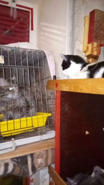 Пристраиваем котика. Кстово.