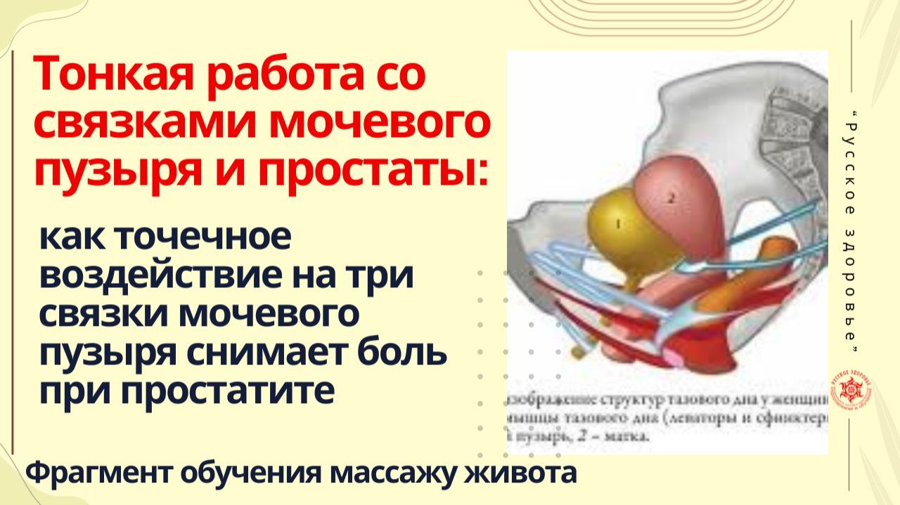 Тонкая работа со связками мочевого пузыря и простаты.Фрагмент обучения кинезиологии и массажу живота