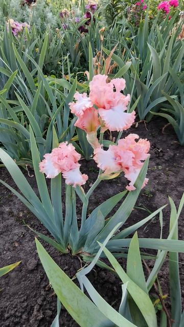 КОСМИК ЛУЛАБАЙ / COSMIC LULLABY (А. Черногуз 2018) и АЙЗ ОФ ЭН ЭНЖЕЛ / EYES OF AN ANGEL (T. Джонсон)