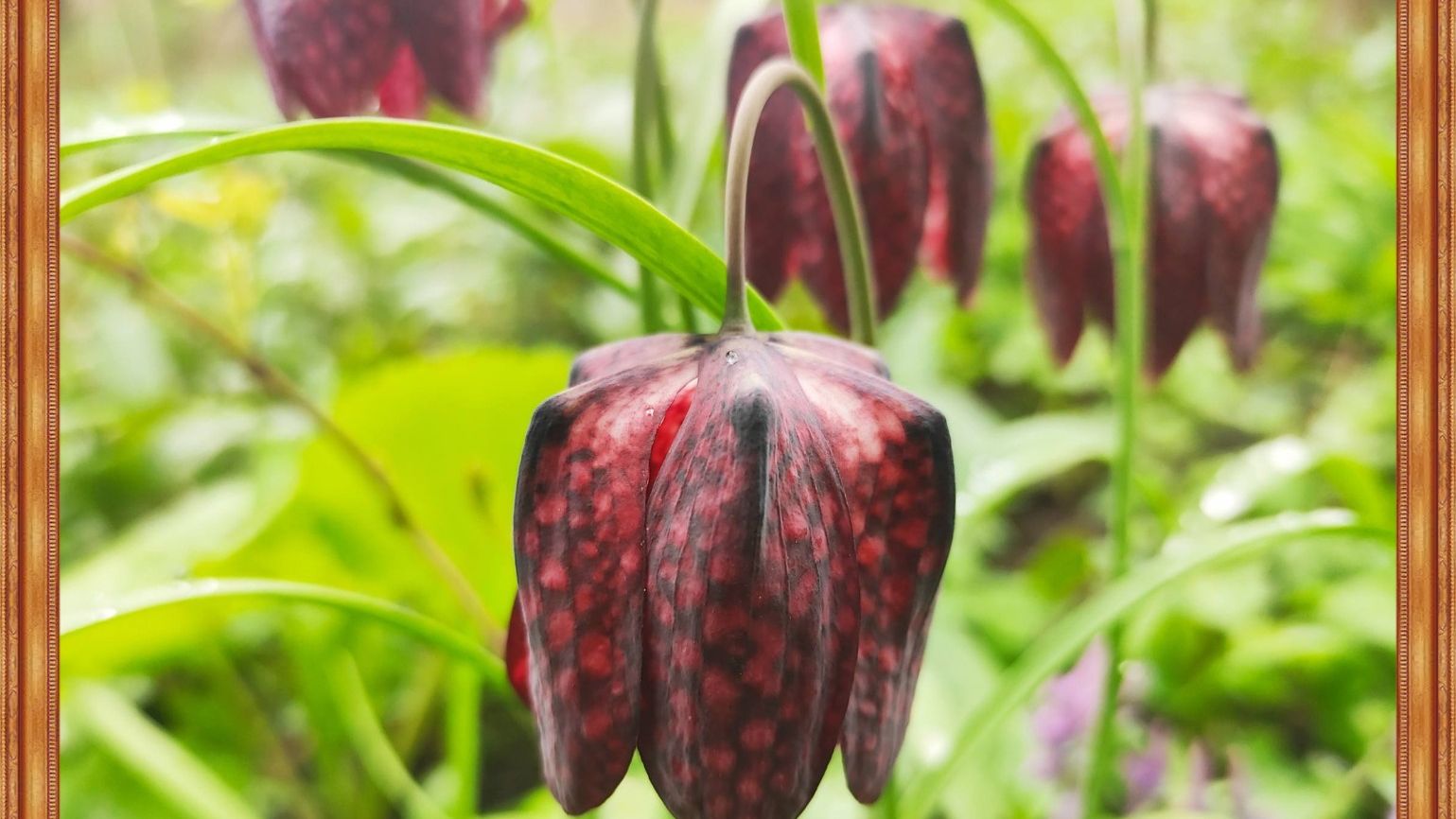 Ботанічний   2026