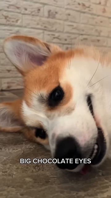 Лучшее лекарство от хандры здесь! #корги #corgi #смешныеживотные #tiktok #shorts #шортс