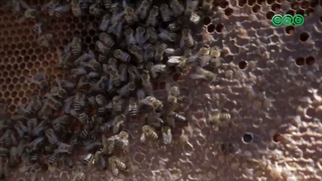 В Башкирии стартовала операция «Пчела»