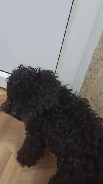 Собака Айза плачет... Бабушка ушла на работу.