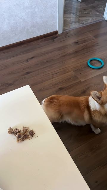 Подписывайся, чтобы не пропустить коржедень #корги #коргипемброк #corgi #корж #коргисобака #shorts