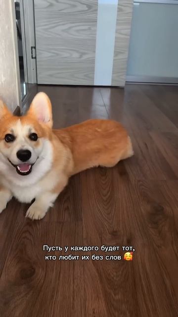 Следи за приключениями Коржа каждый день #корги #смешныеживотные #funnydogs #corgi #tiktok #shorts