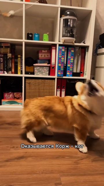 Больше Коржа в профиле