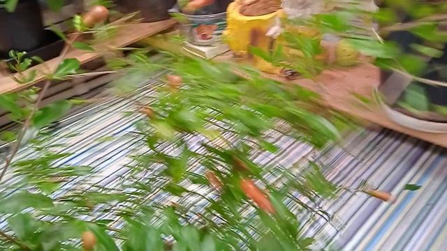 коронованные фрукты-гранаты!