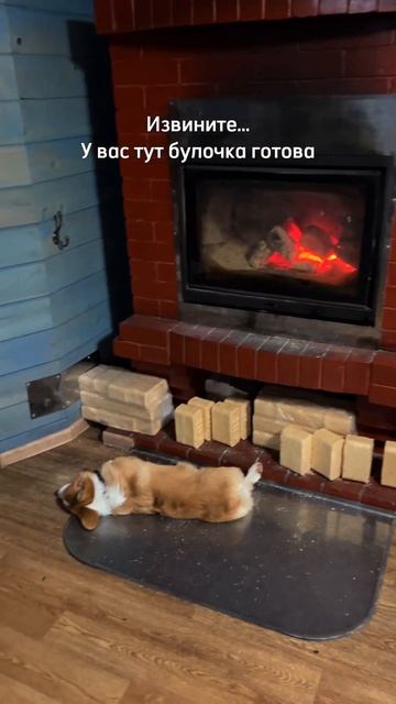 Пушистики каждый день, подписывайся