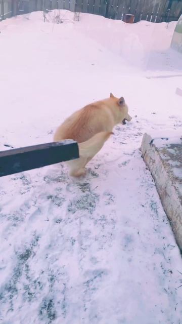 Наш солнечный мальчик.#щенок