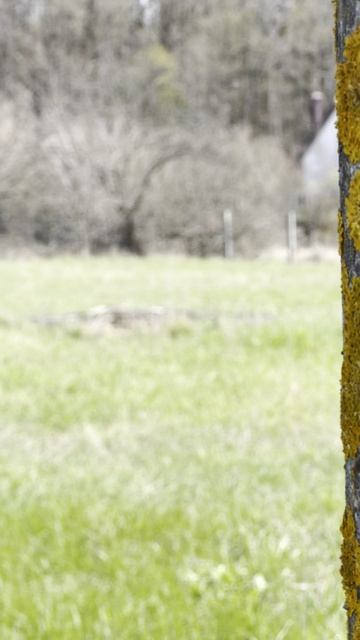 Кто еще не приезжал на дачу весной, приезжайте наслаждаться красотой 🌸🌿🏠