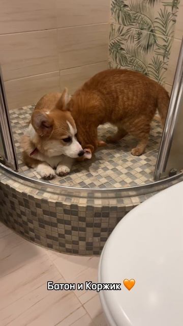 Пушистики каждый день, подписывайся