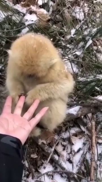 рокселанов ринопитек

#животные #приматы #обезьяна #милота #природа #топ #рек