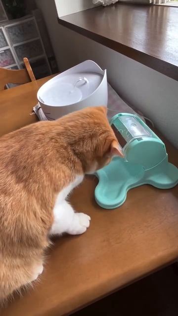 Кот игроман - горе в семье😂😂