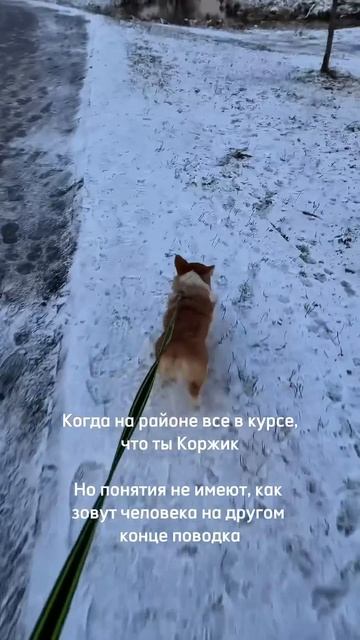 Корги банда уже здесь ✌️ Подписывайся)